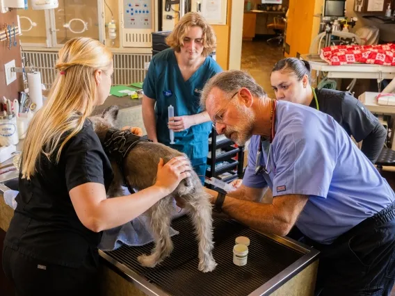 Four people wearing medical scrubs stand around a metal workbench, on which stands a grey and white dog. The three people closest to the dog are examining it, while the young man furthest away looks on.