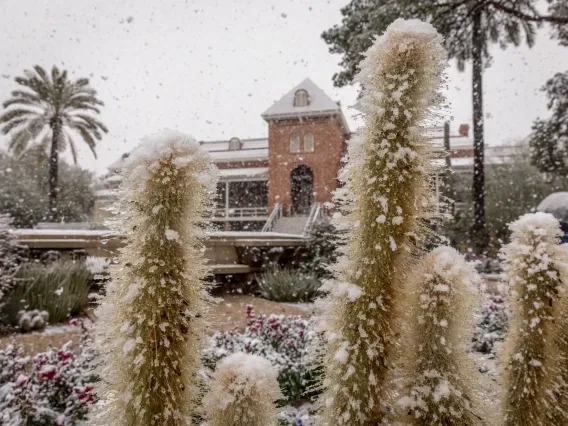 snowy Old Main