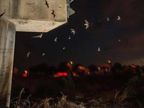 Mexican free-tailed bats exiting from their roost under a bridge