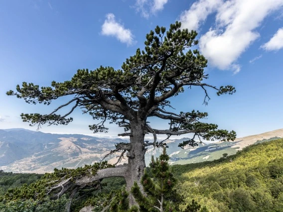 A Bosnian pine overlooking the hills of Pollino National Park in Italy. 