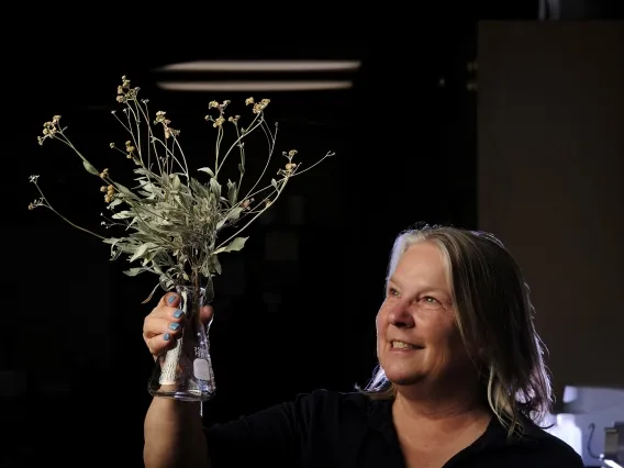 Kim Ogden holds up guayule branches