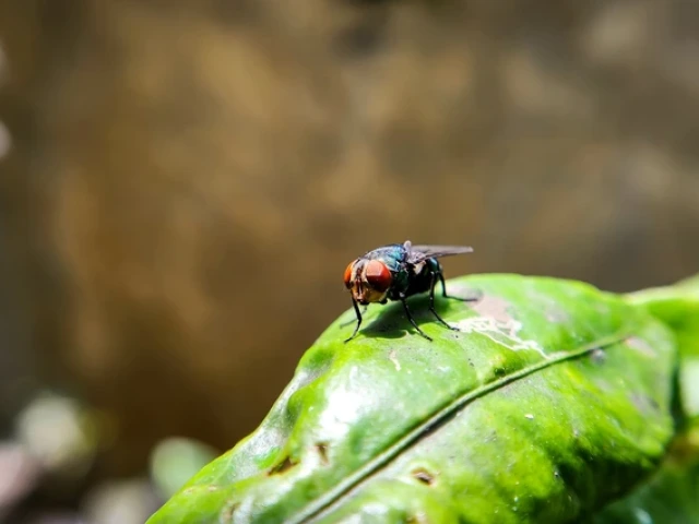 A close-up view of a fly perched on a vibrant green leaf. The fly is located slightly off-center to the right, displaying distinct red compound eyes and a metallic blue-green body. Its wings are translucent with a slight sheen, folding neatly over its back. The leaf beneath the fly is glossy and textured, with a central vein running through it. The background is blurred, composed of soft brown and green tones, which enhances the focus on the fly and leaf in the foreground.