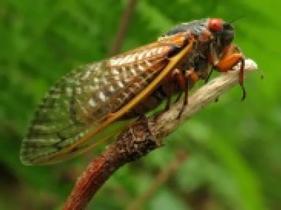 A periodical cicada of the genus Magicicada perched on a tulip tree stalk.