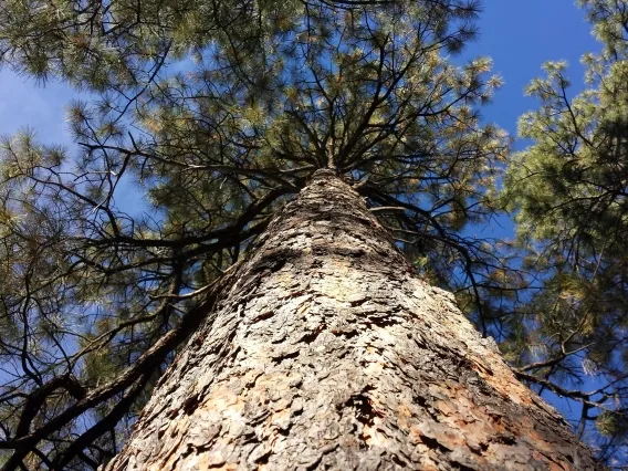 ponderosa pine