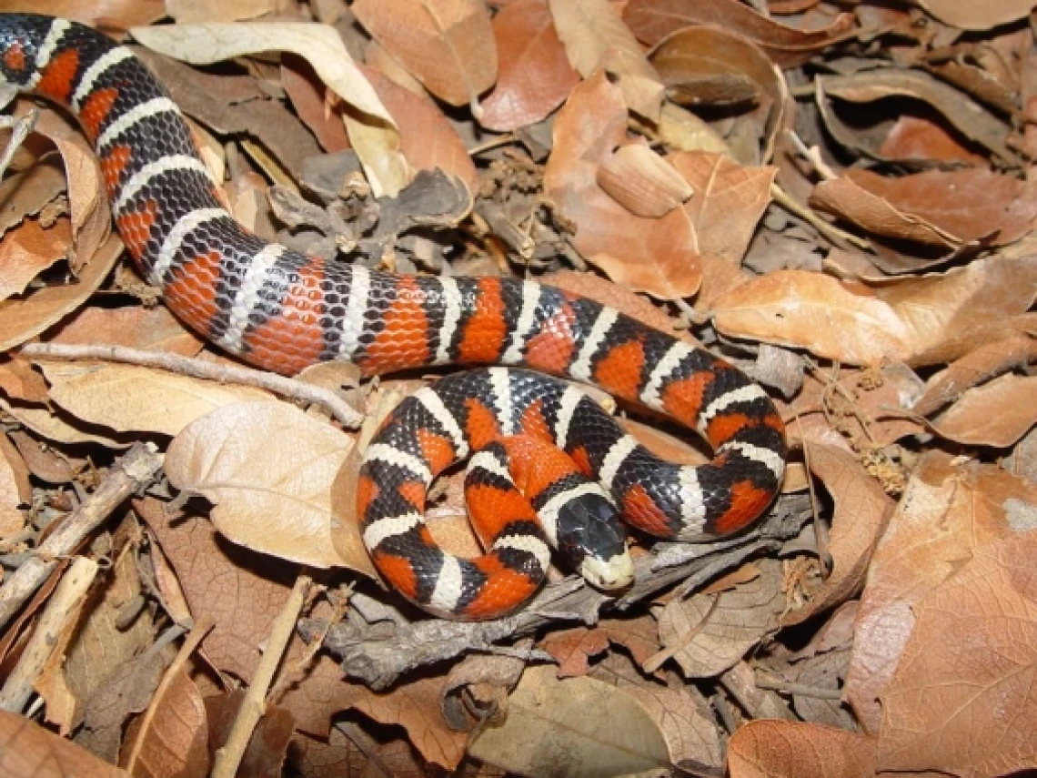 Arizona Mountain Kingsnake