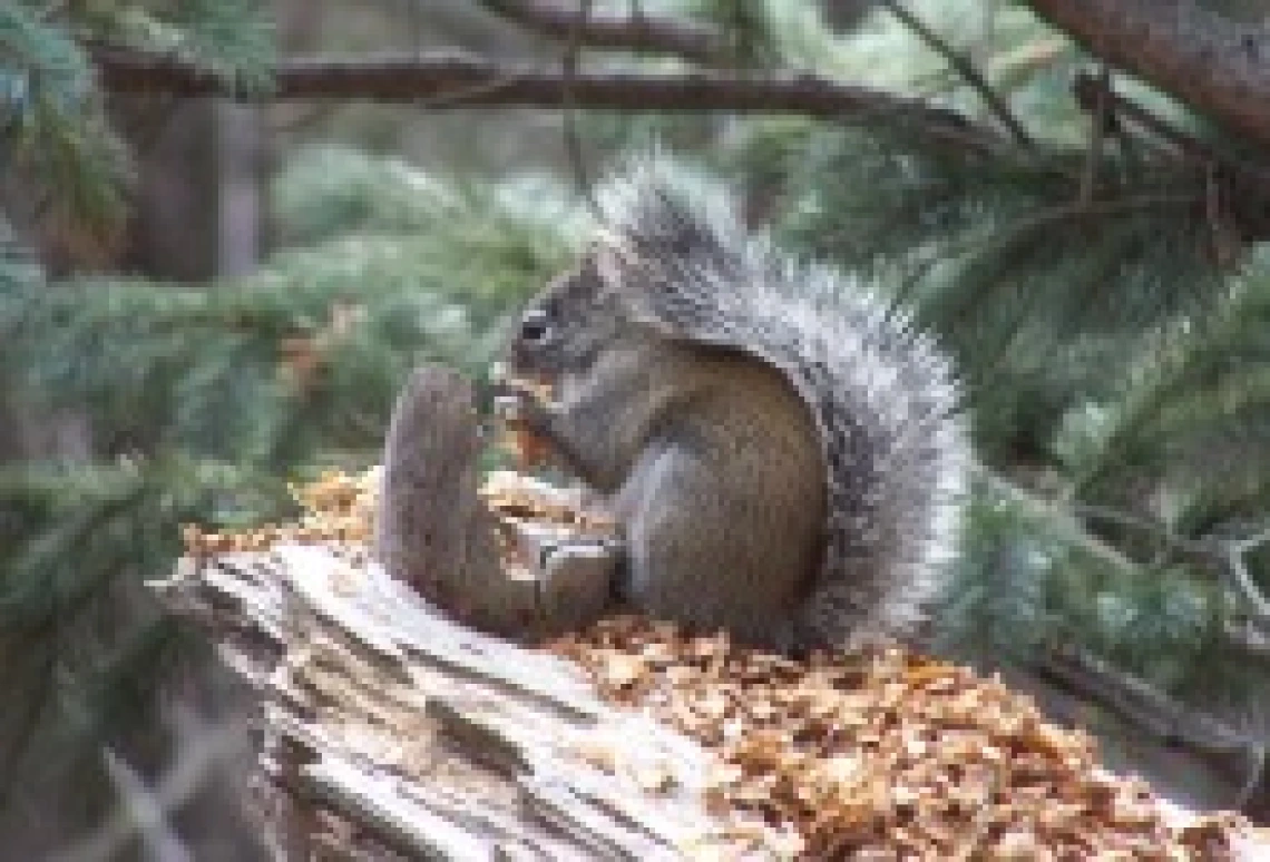 squirrel eating